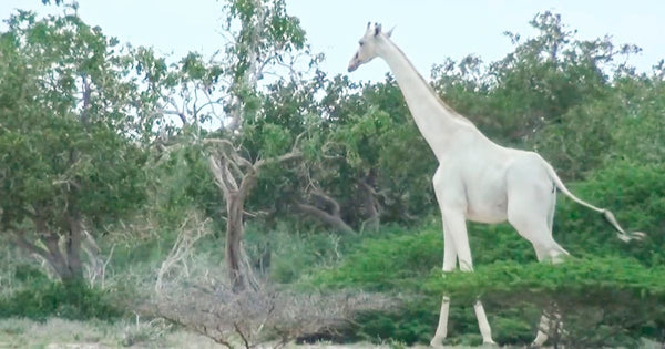 Giraffe Whitewashing